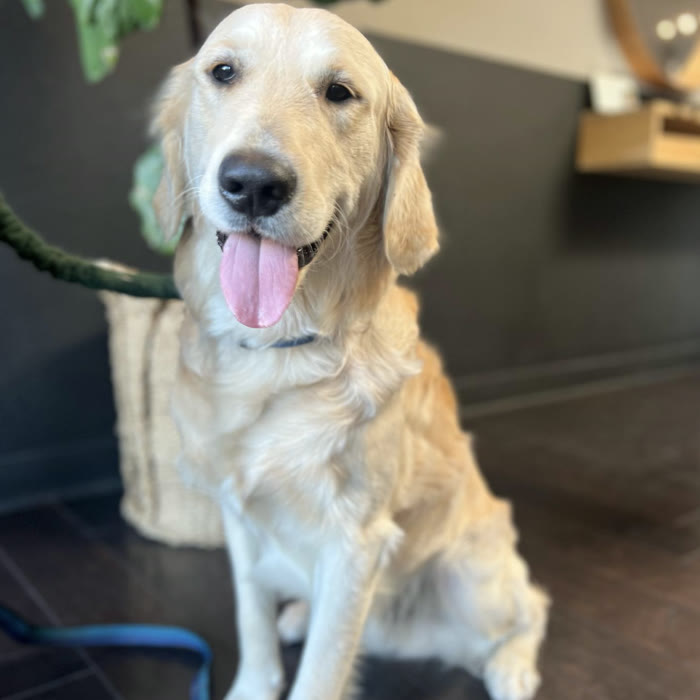Buster, the golden retriever shop dog, sitting in the salon